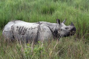 Kaziranga National Park