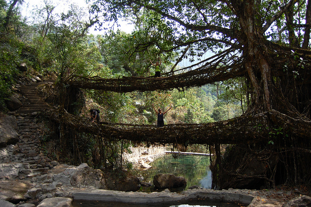 Root Bridges