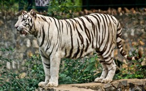 Arignar Anna Zoological Park