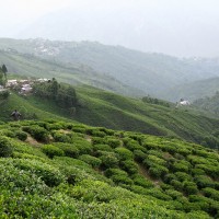 Darjeeling