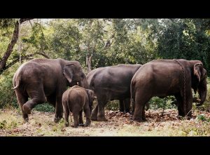 Dubare Elephant Camp