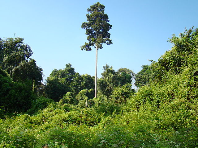 Gibbon Wildlife Sanctuary