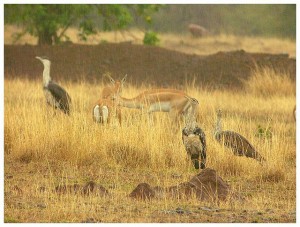 Great Indian Bustard Sanctuary