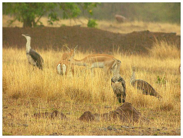 Great Indian Bustard Sanctuary