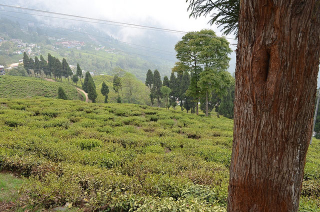 Happy Valley Tea Estate