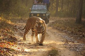 Kanha National Forest Reserve