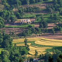 Kasauli