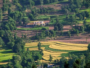 Kasauli