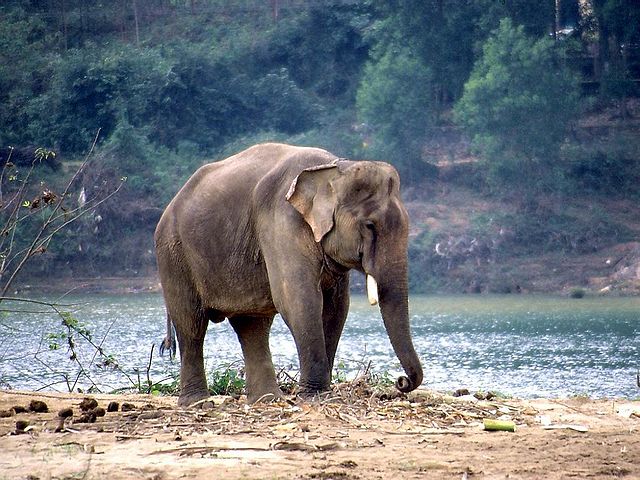 Kaundinya Wildlife Sanctuary