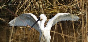 Keoladeo National Park