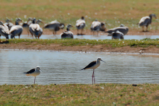 Koonthankulam Bird Sanctuary