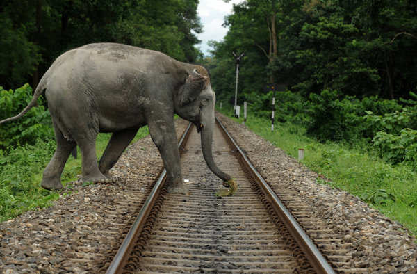 Mahananda Wildlife Sanctuary