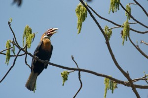 Narcondam Island Hornbill Sanctuary