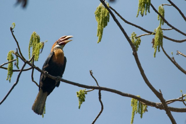  Narcondam Island Hornbill Sanctuary