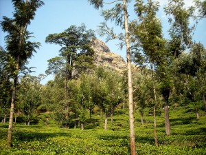 Ooty