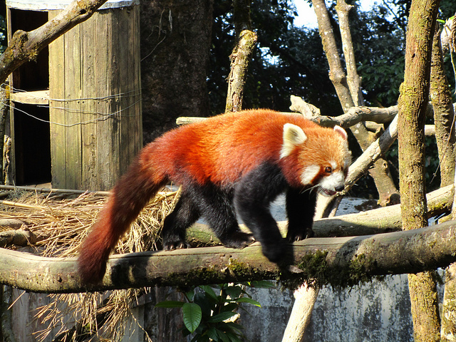 Padmaja Naidu Himalayan Zoological Park