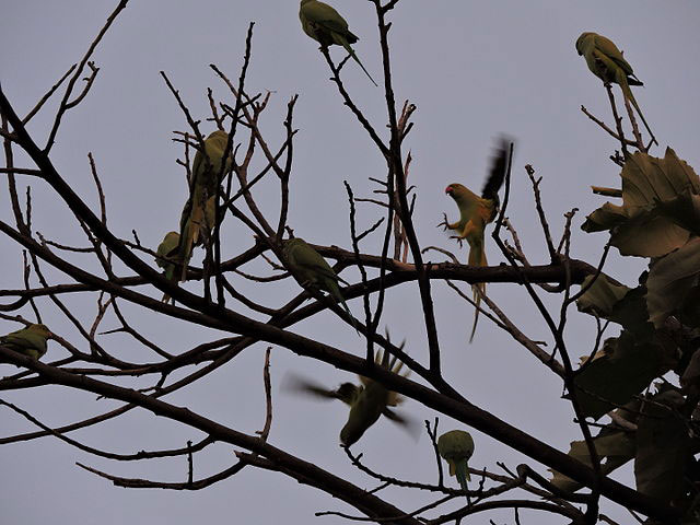 Parrot Bird Sanctuary