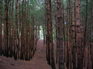 Pine forest