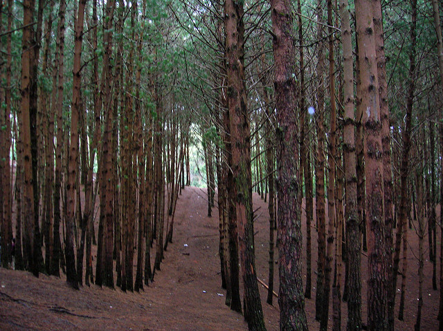 Pine forest