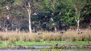 Pobitora Wildlife Sanctuary