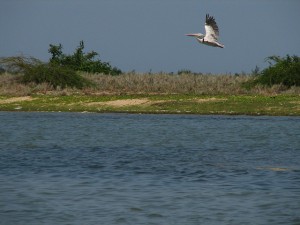 Pulicat Lake