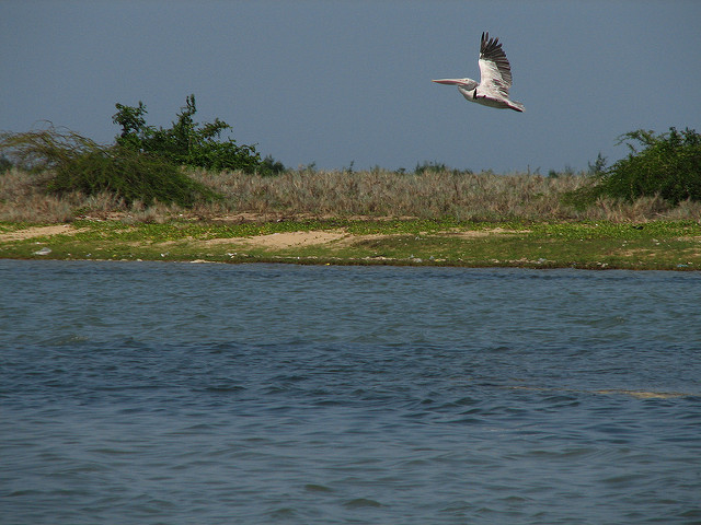 Pulicat Lake