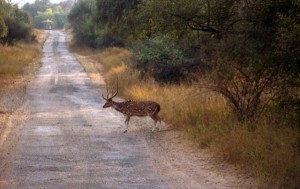 Sariska Wildlife Sanctuary