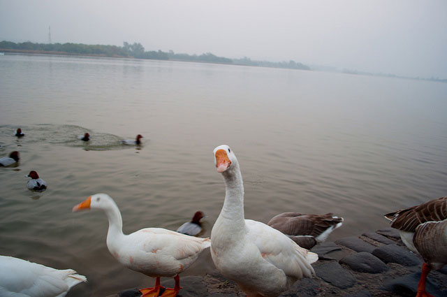 Sukhna Lake