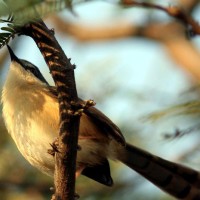 Sultanpur Bird Sanctuary