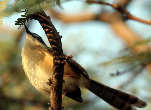 Sultanpur Bird Sanctuary