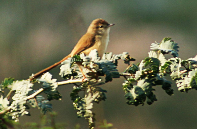 Sultanpur Bird Sanctuary