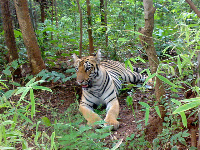 Tadoba National Park