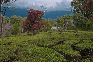 Tea Gardens