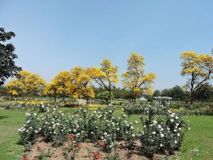 Zakir Hussain Rose Garden